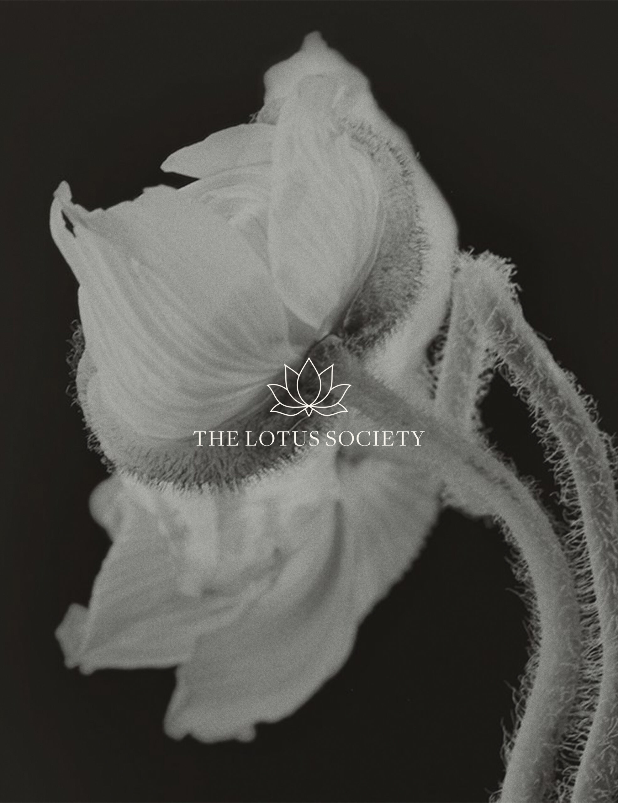 QUIGG-Curated Communities-TheLotusSociety_V2